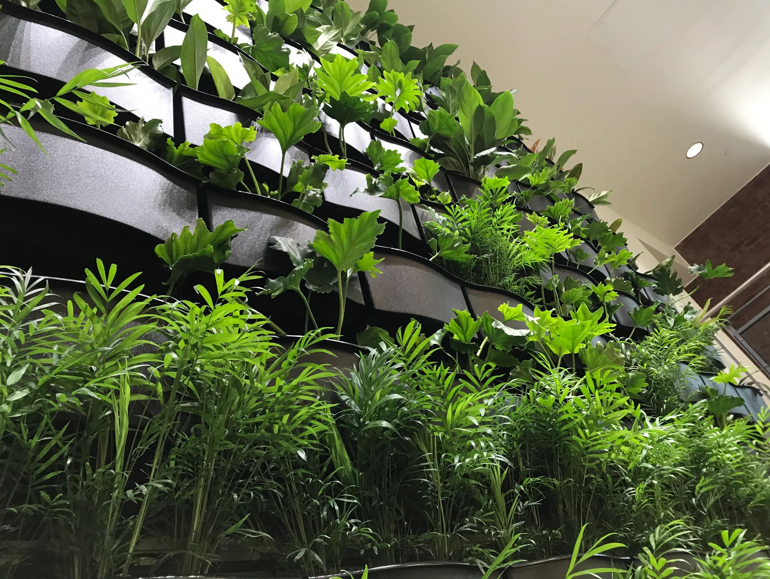 Green Wall, Bucknell University's Academic East Building installed by Kempton Floral Design