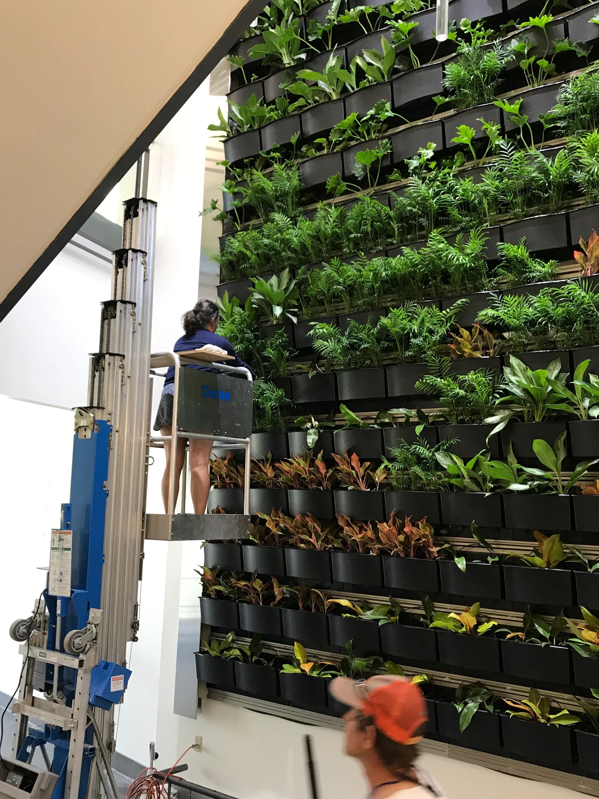 Green Wall, Bucknell University's Academic East Building installed by Kempton Floral Design