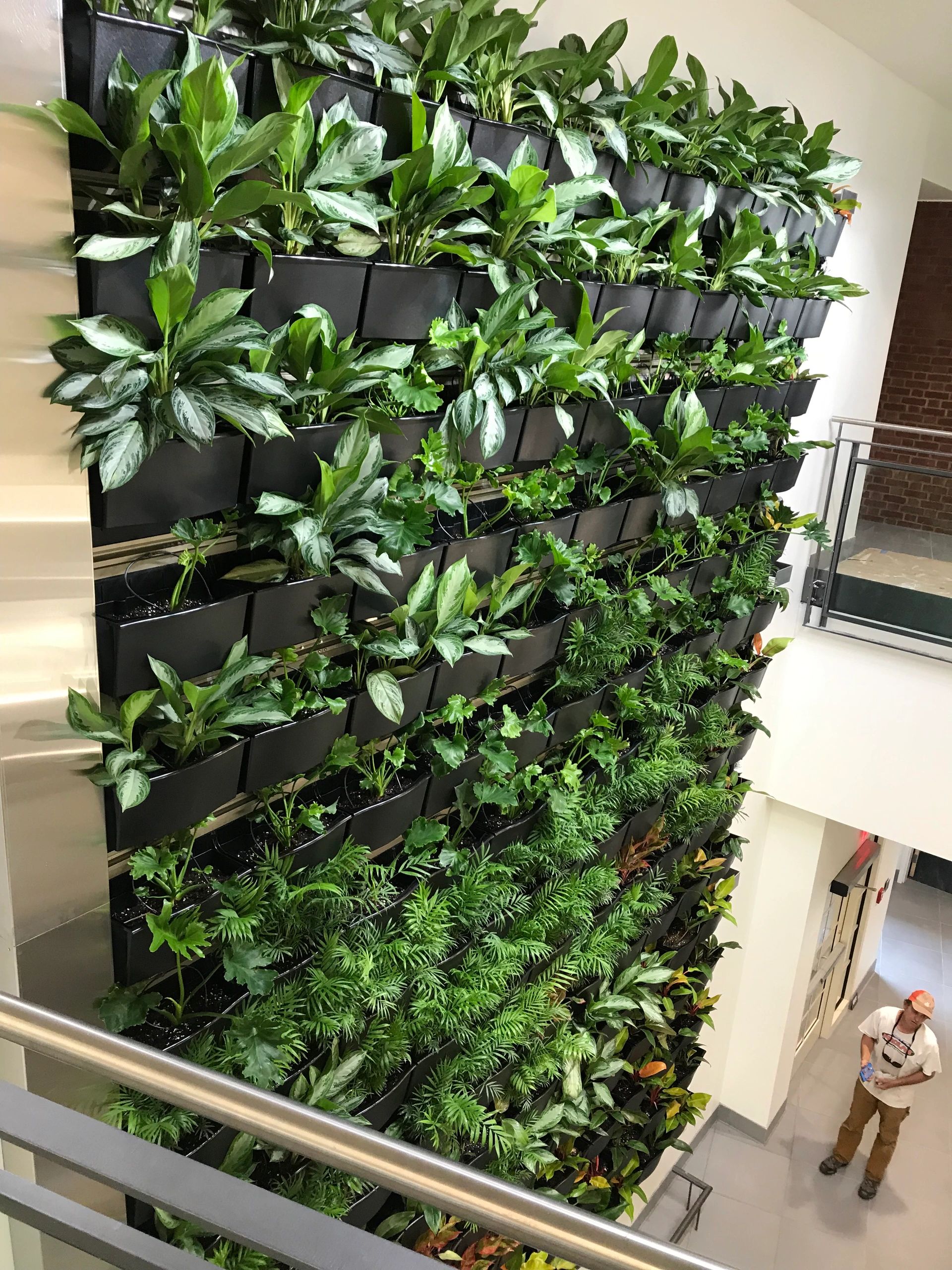 Green Wall, Bucknell University's Academic East Building installed by Kempton Floral Design