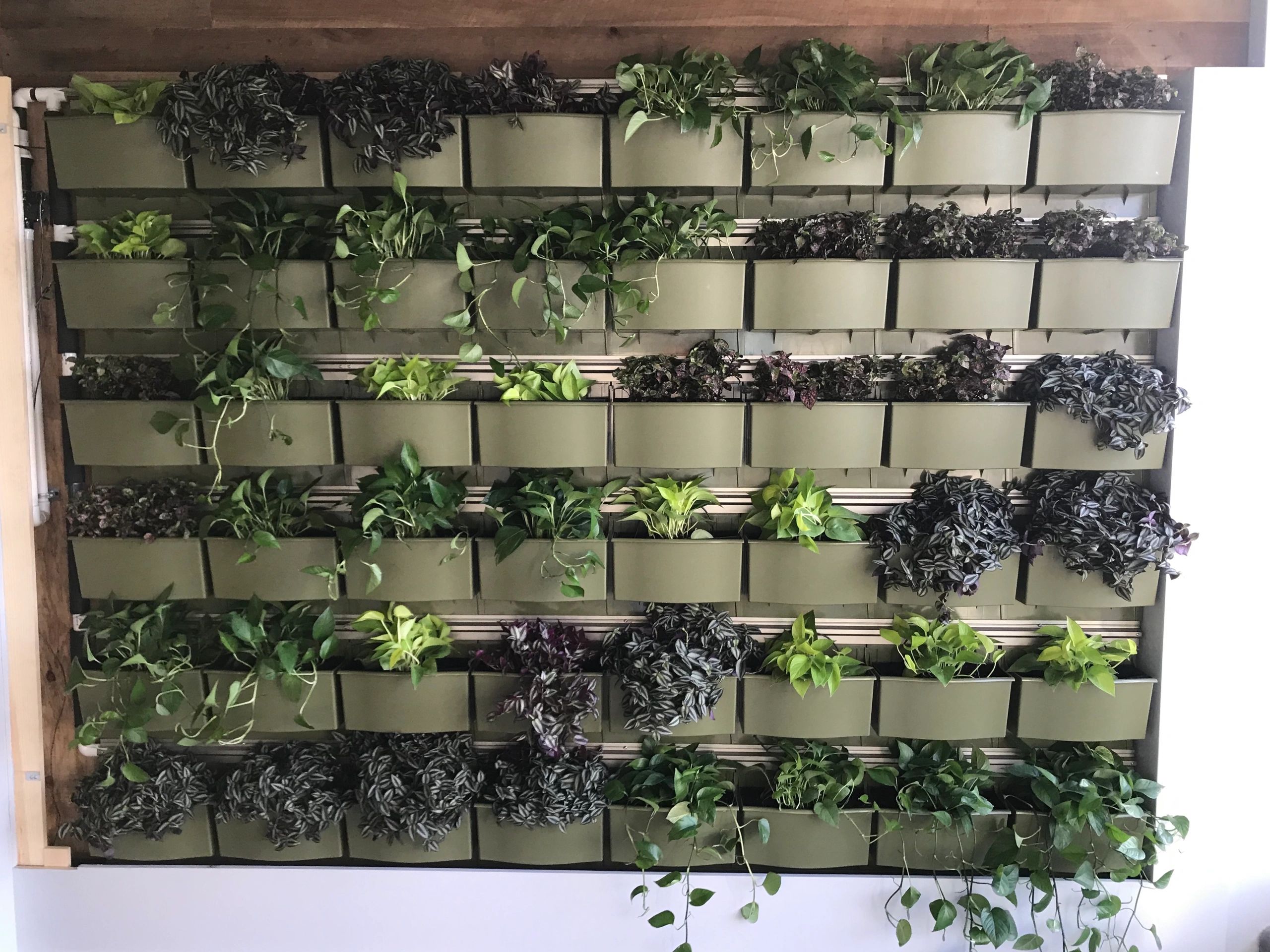 Green Wall installed by Kempton Floral Design at Caritas Construction Office, Philadelphia