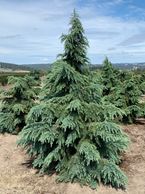 Cedrus deodara Divinely Blue