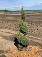 Juniperus c. Gold Cone
