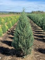 Juniperus v. Skyrocket