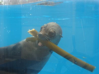 A cape fur seal with kelp enrichment, a natural physical behavior that also helped clean their teeth