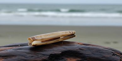 Long Beach razor clam