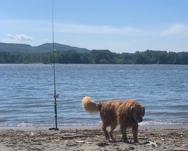 Plunking with Stanley, Columbia River Woodland