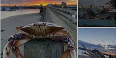 Fresh Washingtin Dungeness crab