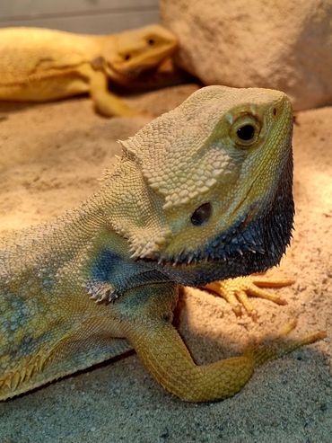 Bearded Dragon breeding pair