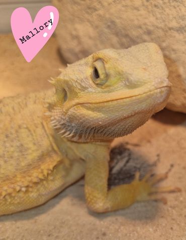 Bearded dragon female