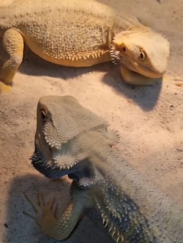 Bearded Dragon breeding pair