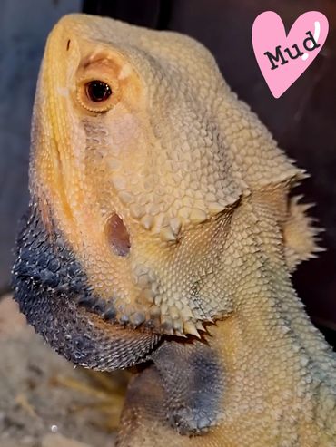 Bearded dragon male