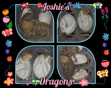 Baby Bearded Dragons 2023