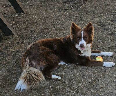 A red and white Border Collie in New Hampshire