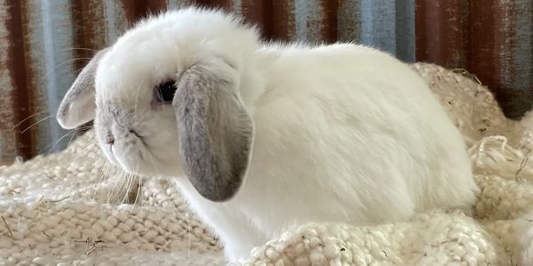 Dollie is ready to retire. She is $200.