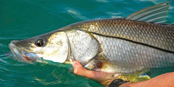 Flats fishing for redfish, snook, trout and tarpon. Book your fishing trip with Tightlines Charter.