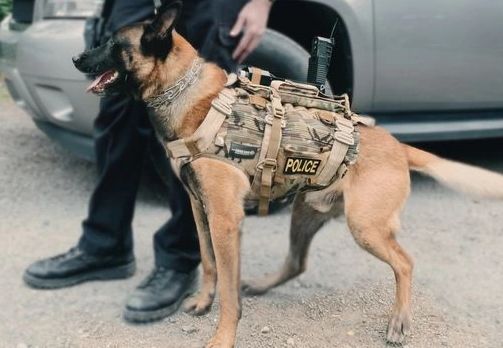 MKT K9 Vest Shown here with the TSE K9 Camera adapter panel.