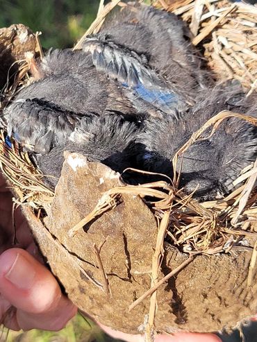 check out the chicks