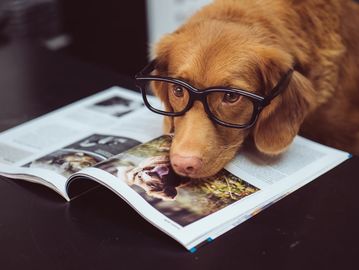A dog wearing glasses with its chin resting on an open book.