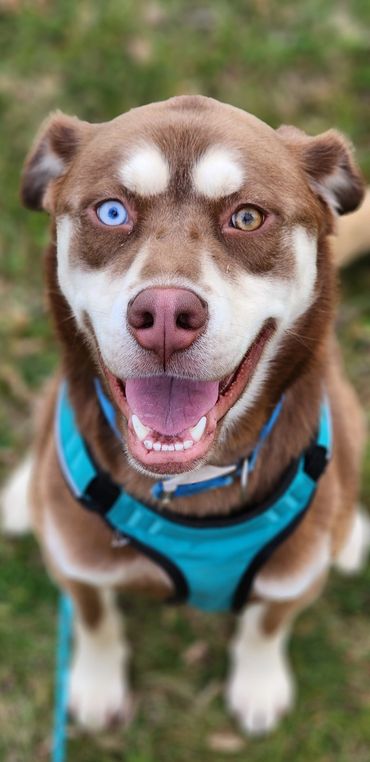 Happy dog with heterochromia wearing a blue harness.
