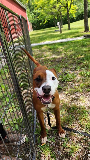 Happy dog with a unique half-brown, half-white face standing outside near a fence.