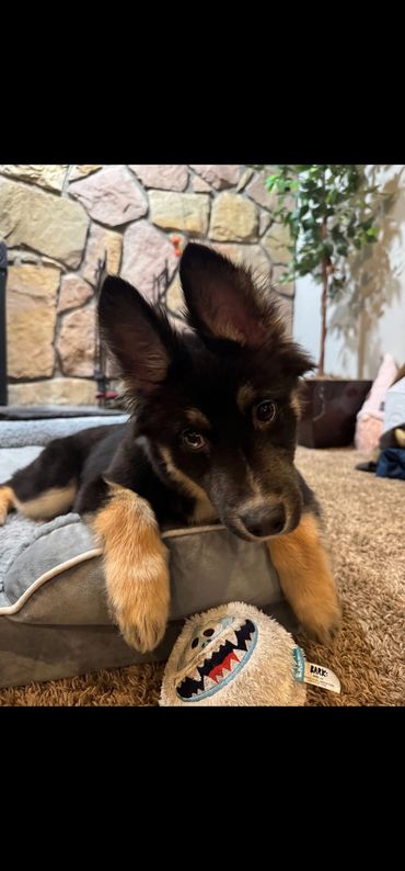 A curious puppy lying on a bed with a plush toy in front.