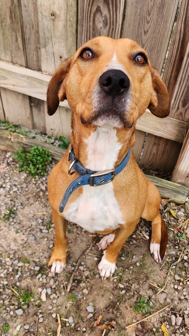 Brown dog with a blue collar sitting on dirt near a wooden fence.