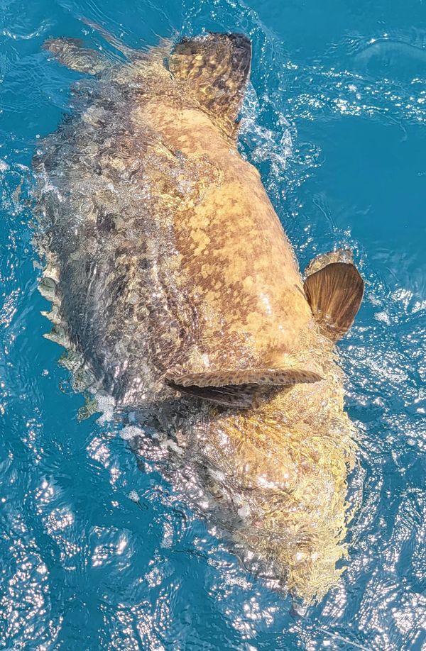goliath grouper
