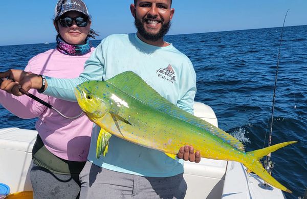 mahi mahi trolling