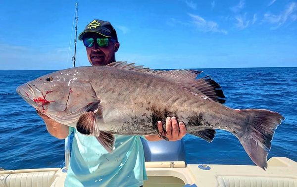 Black Grouper Bottom Fishing