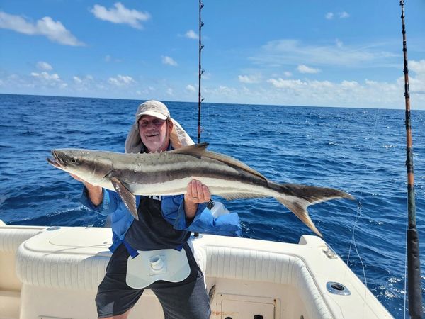 Cobia Fishing