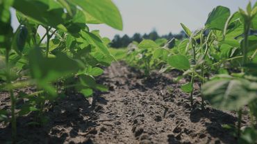 Young green plants growing in neat rows in a sunlit field.