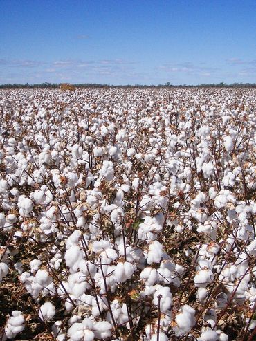 A vast field filled with blooming cotton plants under a clear blue sky.