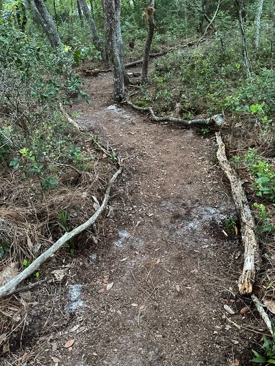 Earthen path winding into the trees