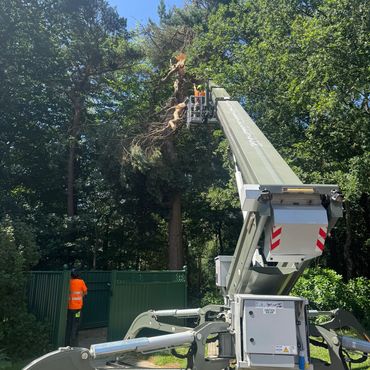 Person using a cherry picker in a woodland
