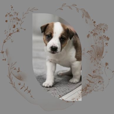 dog training jupiter
dog trainer jupiter