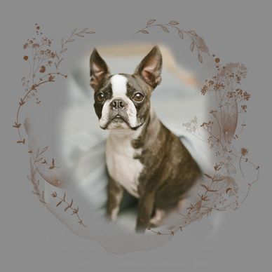 dog training jupiter
dog trainer jupiter
dog training abacoa
Jupiter dog training