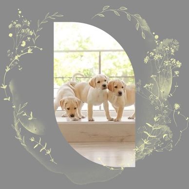 dog training jupiter
dog trainer jupiter