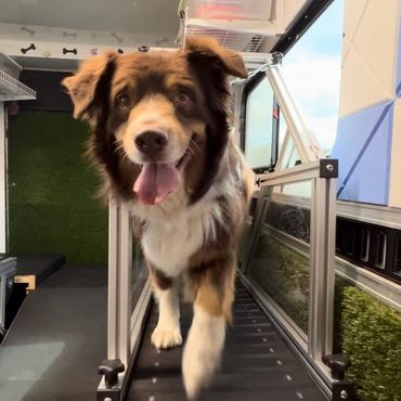 All breeds, sizes, and ages of dog can benefit from a daily walk