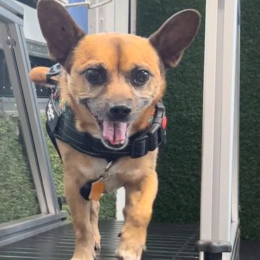 Dog walking at their own speed