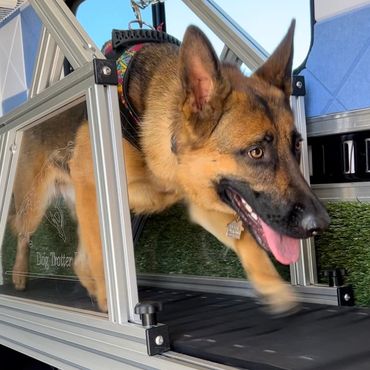 Focus in working dogs is important for physical and mental health