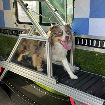 Dog treadmills are safe, and easier to use