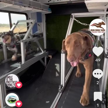 Multiple dogs at one time!