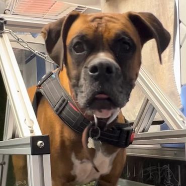 Excited breeds stay calmer