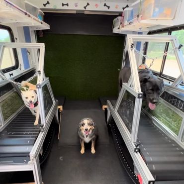 All dogs love Run Dogz Run