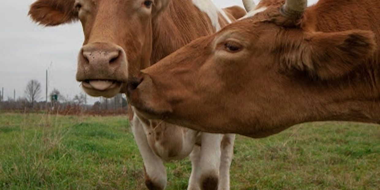 Two cows touching noses in a grassy field.