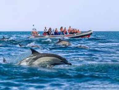Dolphin Watching: A Close Encounter with Nature