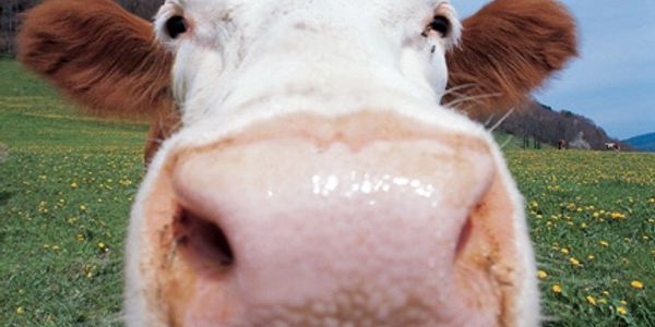 Close-up of a cow's nose in a grassy field.