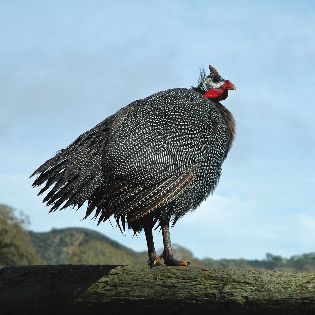 Guinea Hen on a fence, with hills in the background.