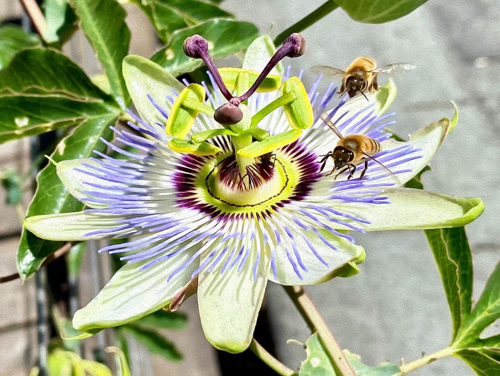 2 bees landing on a passion flower