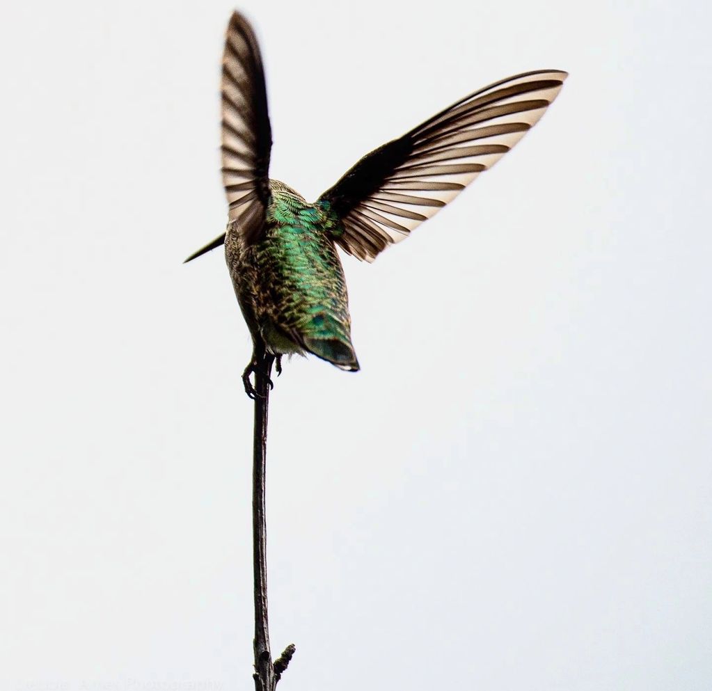 "Ready, Set, Go!" Image of a Humming Bird perched on a branch with her wings extended ready to fly!